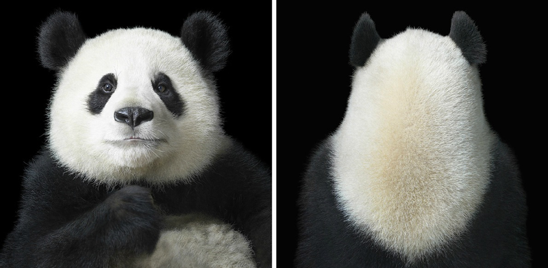 Illustration for article titled Tim Flach's intimate animal portraits reveal nature's human side